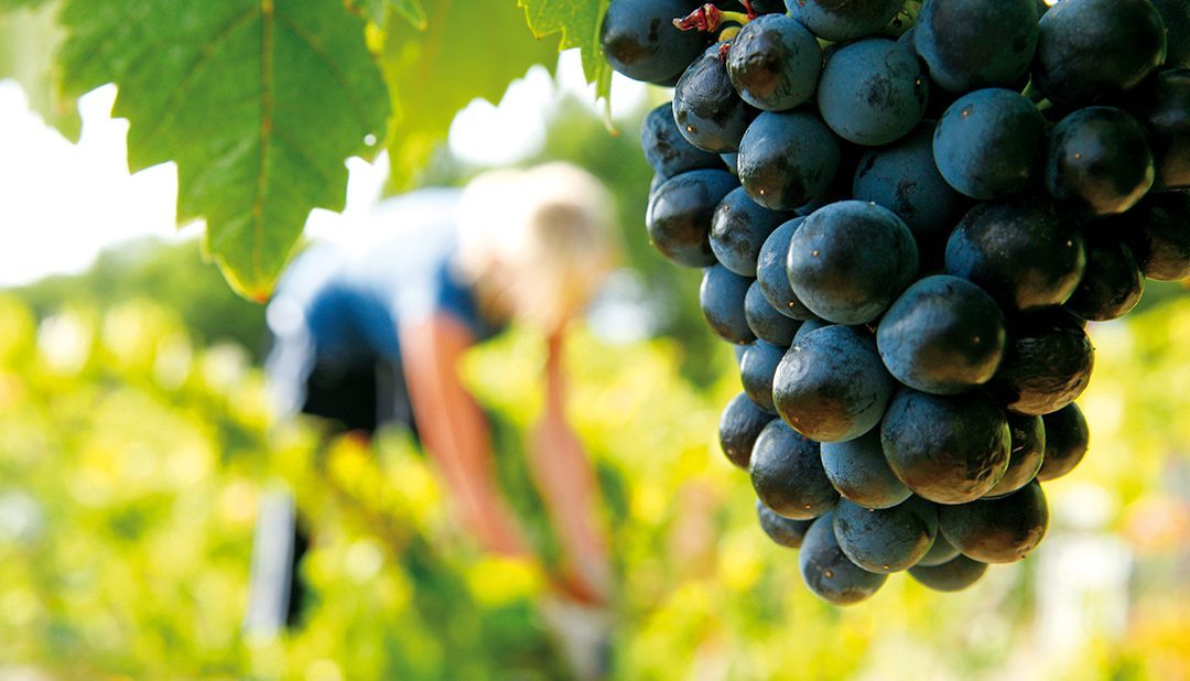 Coup d’envoi des vendanges au Château le Bouïs !