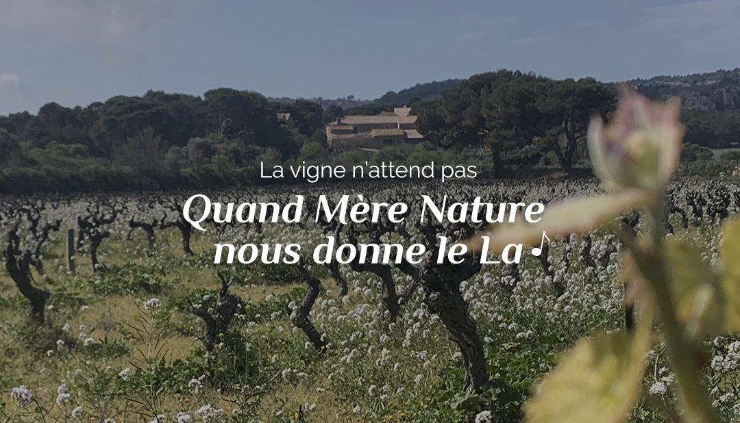 Viticulture : quand Mère Nature nous donne le La
